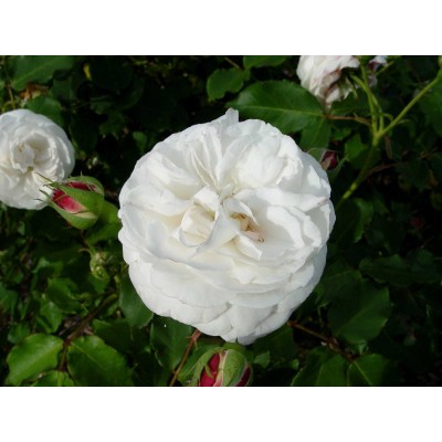 Shrub Rose Boule De Neige